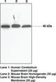 NAPE-PLD Antibody - Western blot of NAPE-PLD antibody.