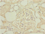 NAPG Antibody - Immunohistochemistry of paraffin-embedded human kidney tissue at dilution 1:100