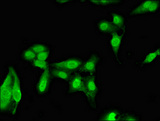 NARF Antibody - Immunofluorescent analysis of Hela cells diluted at 1:100 and Alexa Fluor 488-congugated AffiniPure Goat Anti-Rabbit IgG(H+L)