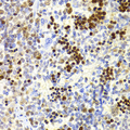 NASP Antibody - Immunohistochemistry of paraffin-embedded Mouse spleen tissue.