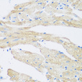 NAT8B Antibody - Immunohistochemistry of paraffin-embedded mouse heart.