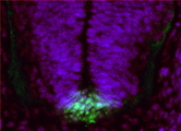 NATO3 / FERD3L Antibody - FERD3L antibody (1 ug/ml) staining of PFA-perfused cryosection of Mouse embryo E13.5. Primary incubation overnight at 4C. Alexa Fluor 488 detection (green) in combination with nuclear DAPI staining (blue). Data obtained by Ben Jerry Gonzales from Nissim Ben-Arie's lab, Dept. of Cell and Developmental Biology, The Hebrew University of Jeruzalem, Israel.