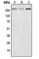 NAV3 Antibody - Western blot analysis of NAV3 expression in HEK293T (A); NIH3T3 (B); PC12 (C) whole cell lysates.