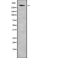 NBEAL1 Antibody - Western blot analysis of ALS2CR16 using Jurkat whole cells lysates