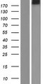 NBEAL2 Protein - Western validation with an anti-DDK antibody * L: Control HEK293 lysate R: Over-expression lysate