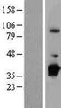 NBP / NUBP1 Protein - Western validation with an anti-DDK antibody * L: Control HEK293 lysate R: Over-expression lysate