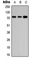 Antibody - Western blot analysis of NBPF4/6 expression in HEK293T (A); Raw264.7 (B); H9C2 (C) whole cell lysates.