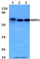 NBPF6 Antibody - Western blot of NBPF6 antibody at 1:500 dilution. Lane 1: HEK293T whole cell lysate. Lane 2: Raw264.7 whole cell lysate. Lane 3: H9C2 whole cell lysate.