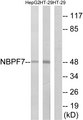 NBPF7 Antibody - Western blot analysis of lysates from HT-29 and HepG2 cells, using NBPF7 Antibody. The lane on the right is blocked with the synthesized peptide.