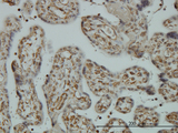 NCAPD2 Antibody - Immunoperoxidase of monoclonal antibody to CNAP1 on formalin-fixed paraffin-embedded human placenta. [antibody concentration 3 ug/ml]