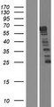 NCKAP5 Protein - Western validation with an anti-DDK antibody * L: Control HEK293 lysate R: Over-expression lysate