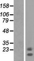 NCMAP / C1orf130 Protein - Western validation with an anti-DDK antibody * L: Control HEK293 lysate R: Over-expression lysate