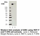 NCOA3 / SRC-3 / AIB1 Antibody