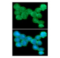 NCR2 / NKP44 Antibody - ICC/IF analysis of NKp44 in Jurkat cells line, stained with DAPI (Blue) for nucleus staining and monoclonal anti-human NKp44 antibody (1:100) with goat anti-mouse IgG-Alexa fluor 488 conjugate (Green).