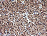 NDOR1 Antibody - IHC of paraffin-embedded Human pancreas tissue using anti-NDOR1 mouse monoclonal antibody. (Heat-induced epitope retrieval by 10mM citric buffer, pH6.0, 120°C for 3min).