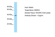 NDRG3 Antibody -  This image was taken for the unconjugated form of this product. Other forms have not been tested.