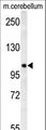 NDST2 Antibody - NDST2 Antibody western blot of mouse cerebellum tissue lysates (15 ug/lane). The NDST2 antibody detected NDST2 protein (arrow).
