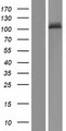NDST4 Protein - Western validation with an anti-DDK antibody * L: Control HEK293 lysate R: Over-expression lysate