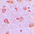 NDUFA4 Antibody - Immunohistochemical analysis of NDUFA4 staining in human brain formalin fixed paraffin embedded tissue section. The section was pre-treated using heat mediated antigen retrieval with sodium citrate buffer (pH 6.0). The section was then incubated with the antibody at room temperature and detected using an HRP conjugated compact polymer system. DAB was used as the chromogen. The section was then counterstained with hematoxylin and mounted with DPX.