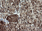 NDUFB9 Antibody - IHC of paraffin-embedded Human pancreas tissue using anti-NDUFB9 mouse monoclonal antibody.