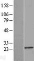 NDUFB9 Protein - Western validation with an anti-DDK antibody * L: Control HEK293 lysate R: Over-expression lysate