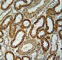 NDUFC2 Antibody - NDUFC2 Antibody immunohistochemistry of formalin-fixed and paraffin-embedded human kidney tissue followed by peroxidase-conjugated secondary antibody and DAB staining.