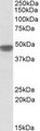 NDUFS2 Antibody - NDUFS2 antibody (0.1 ug/ml) staining of Human Heart lysate (35 ug protein/ml in RIPA buffer). Primary incubation was 1 hour. Detected by chemiluminescence.
