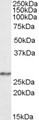 NDUFS3 Antibody - Antibody (0.3 ug/ml) staining of Human Frontal Cortex lysate (35 ug protein in RIPA buffer). Primary incubation was 1 hour. Detected by chemiluminescence.