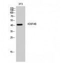 NECL-1 / CADM3 Antibody - Western blot of IGSF4B antibody