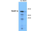 NEDD1 Antibody - Anti-NEDD1 in Western blot of Immunochemicals' Anti-NEDD1 Antibody shows detection of a 73 kDa band corresponding to endogenous NEDD1 in lysates of S phase HeLa cells silenced for either control Luciferase or NEDD1. In right lane (NEDD1i): lysates from sh-NEDD1 RNAi-treated lentivirus-infected cells. In left lane (GLi): lysates from sh-Luciferase lentivirus-infected cells as control. Anti-NEDD1 Antibody was used at 1:10000. Molecular weight estimation was made by comparison by prestained MW markers. ECL was used for detection. Personal communication, Kyung S. Lee, NCI, Bethesda, MD.