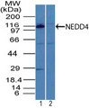 NEDD4 Antibody - Western blot of NEDD4 in mouse embryo brain tissue lysate in the 1) absence and 2) presence of immunizing peptide using Polyclonal Antibody to NEDD4 at 5 ug/ml. Goat anti-rabbit Ig HRP secondary antibody, and PicoTect ECL substrate solution were used for this test.
