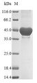 nadA Protein - (Tris-Glycine gel) Discontinuous SDS-PAGE (reduced) with 5% enrichment gel and 15% separation gel.