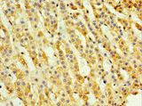 NELFCD / TH1L / TH1 Antibody - Immunohistochemistry of paraffin-embedded human adrenal gland using antibody at 1:100 dilution.