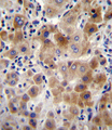 NEU2 / Sialidase 2 Antibody - NEU2 Antibody immunohistochemistry of formalin-fixed and paraffin-embedded human liver tissue followed by peroxidase-conjugated secondary antibody and DAB staining.