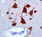 NeuN Antibody - IHC of NeuN on FFPE Brain tissue.