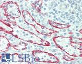 Neuraminidase Antibody - Human Spleen: Formalin-Fixed, Paraffin-Embedded (FFPE), at a concentration of 10 ug/ml. 