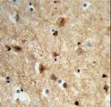 NEURL1 / NEURL Antibody - Formalin-fixed and paraffin-embedded human brain tissue reacted with NEURL Antibody , which was peroxidase-conjugated to the secondary antibody, followed by DAB staining. This data demonstrates the use of this antibody for immunohistochemistry; clinical relevance has not been evaluated.