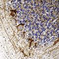 Neurofilament Antibody - Formalin-fixed, paraffin-embedded human cerebellum stained with Neurofilament antibody.