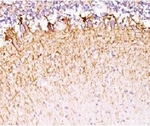 Neurofilament Antibody - IHC testing of FFPE human cerebellum with Neurofilament antibody (clone MSI27-1).  This image was taken for the unmodified form of this product. Other forms have not been tested.