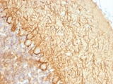 Neurofilament Antibody - Formalin-fixed, paraffin-embedded rat cerebellum stained with Neurofilament antibody (NR-4).  This image was taken for the unmodified form of this product. Other forms have not been tested.