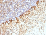 Neurofilament Antibody - Formalin-fixed, paraffin-embedded rat cerebellum stained with Neurofilament antibody (RT-97 + NR-4).  This image was taken for the unmodified form of this product. Other forms have not been tested.