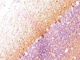Neurofilament Antibody - Formalin-fixed, paraffin-embedded cerebellum stained with Neurofilament antibody (SPM204).  This image was taken for the unmodified form of this product. Other forms have not been tested.