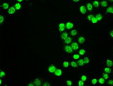 NEUROG1 / NGN1 / Neurogenin 1 Antibody - Western blot of 35 ug of cell extracts from human (HeLa) cells using anti-NEUROG1 antibody.