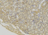 Neuropeptide S / NPS Antibody - 1:100 staining mouse kidney tissue by IHC-P. The sample was formaldehyde fixed and a heat mediated antigen retrieval step in citrate buffer was performed. The sample was then blocked and incubated with the antibody for 1.5 hours at 22°C. An HRP conjugated goat anti-rabbit antibody was used as the secondary.