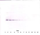 Neuroserpin Antibody - Western Blot (reducing) of Neuroserpin antibody. This image was taken for the unconjugated form of this product. Other forms have not been tested.