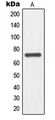 NFE2L3 Antibody - Western blot analysis of NFE2L3 expression in HepG2 (A) whole cell lysates.