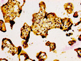 NFE2L3 Antibody - Immunohistochemistry image at a dilution of 1:500 and staining in paraffin-embedded human placenta tissue performed on a Leica BondTM system. After dewaxing and hydration, antigen retrieval was mediated by high pressure in a citrate buffer (pH 6.0) . Section was blocked with 10% normal goat serum 30min at RT. Then primary antibody (1% BSA) was incubated at 4 °C overnight. The primary is detected by a biotinylated secondary antibody and visualized using an HRP conjugated SP system.
