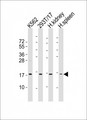 NFE4 / NF-E4 Antibody - All lanes : Anti-NFE4 Antibody at 1:2000 dilution Lane 1: K562 whole cell lysates Lane 2: 293T/17 whole cell lysates Lane 3: human kidney lysates Lane 4: human spleen lysates Lysates/proteins at 20 ug per lane. Secondary Goat Anti-Rabbit IgG, (H+L), Peroxidase conjugated at 1/10000 dilution Predicted band size : 19 kDa Blocking/Dilution buffer: 5% NFDM/TBST.