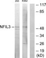 NFIL3 Antibody - Western blot analysis of lysates from 293 and K562 cells, using NFIL3 Antibody. The lane on the right is blocked with the synthesized peptide.