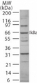 NFKBIZ / IKBZ Antibody - Western blot of IkappaB Zeta using antibody at3 ug/ml in mouse RAW cell lysate.